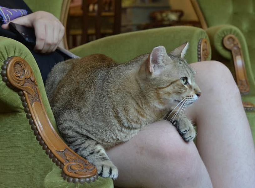Kattenpraat bericht van 29 augustus 2026