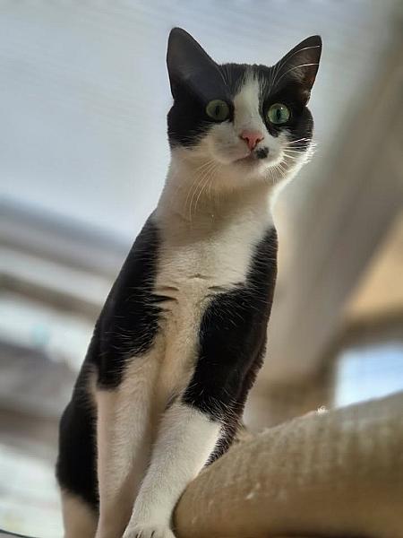 Kattenpraat bericht van 30 augustus 2026