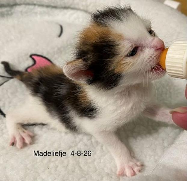 Madeliefje