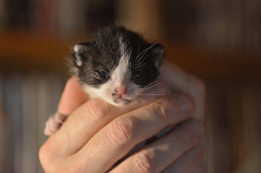 Kattenpraat bericht van 31 augustus 2026