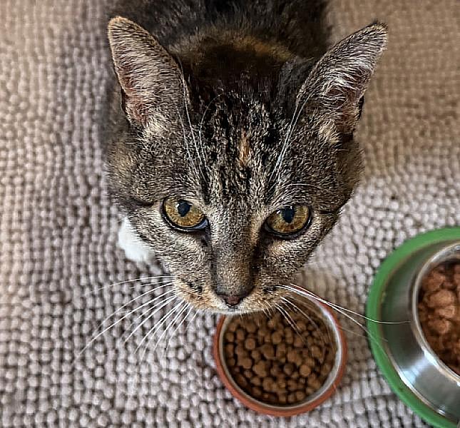 Kattenpraat bericht van 31 augustus 2026