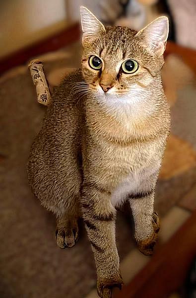 Kattenpraat bericht van 1 september 2026