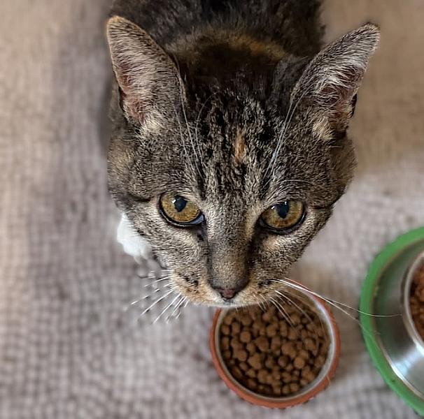 Kattenpraat bericht van 2 september 2026