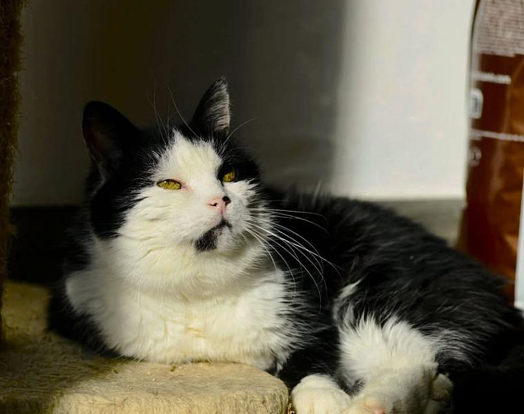 Kattenpraat bericht van 3 september 2026
