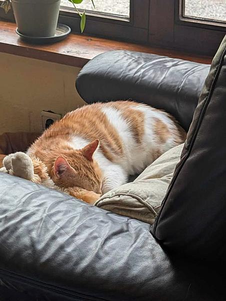 Kattenpraat bericht van 4 september 2026