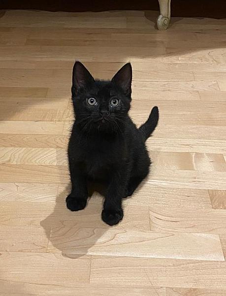 Ninja