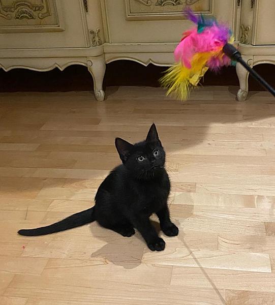 Ninja