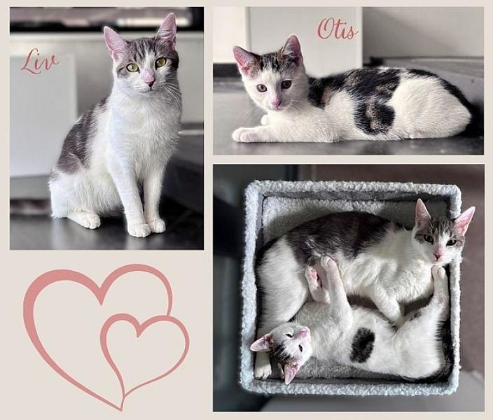 Kattenpraat bericht van 6 september 2026