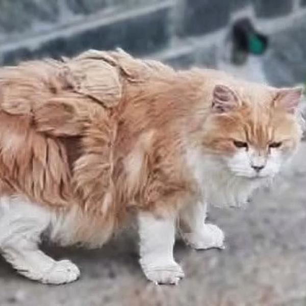 Kattenpraat bericht van 6 september 2026