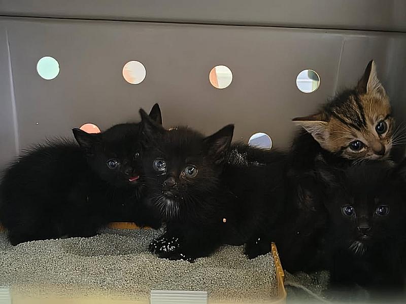 Kattenpraat bericht van 7 september 2026