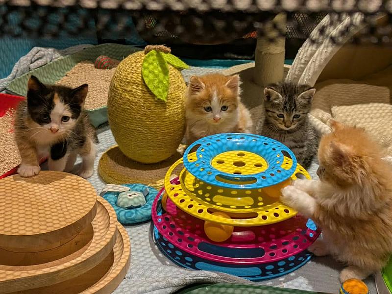 Kattenpraat bericht van 8 september 2026