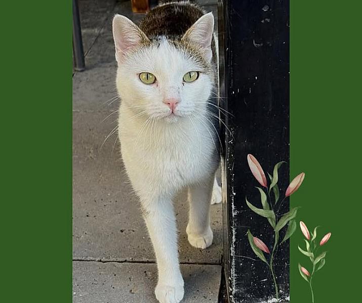 Kattenpraat bericht van 8 september 2026