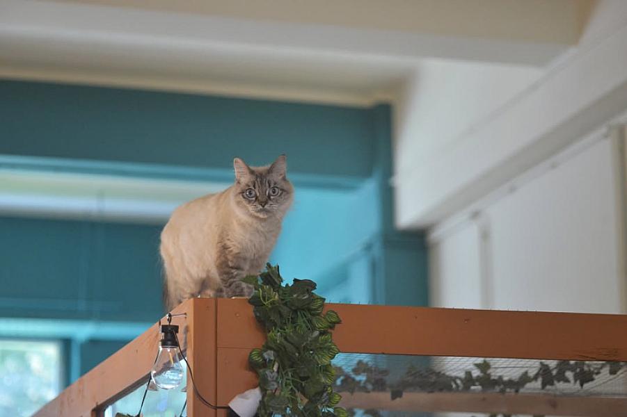 Kattenpraat