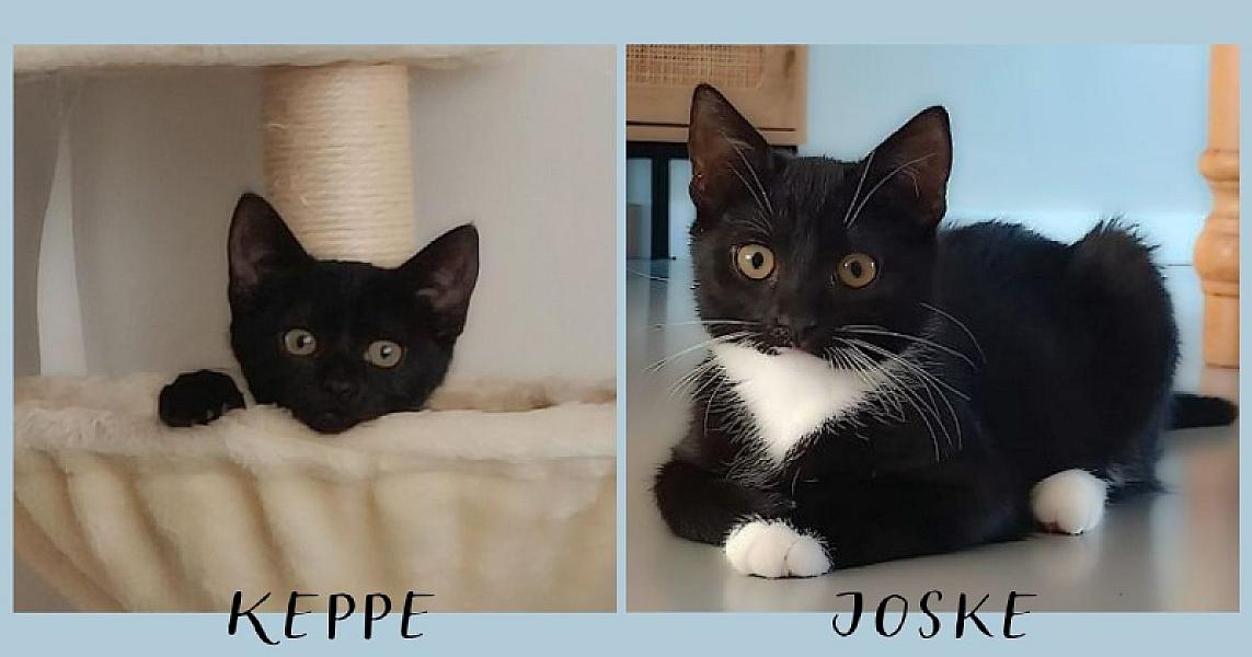 Kattenpraat bericht van 9 september 2026