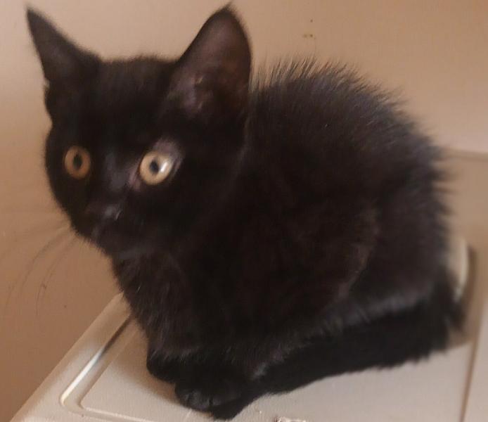 Umbra