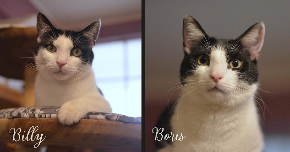 Kattenpraat bericht van 14 september 2026