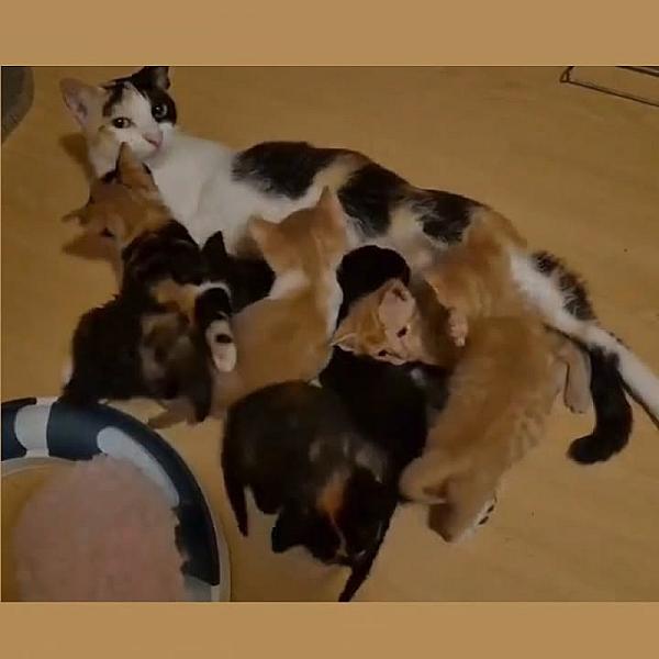 Kattenpraat bericht van 15 september 2026