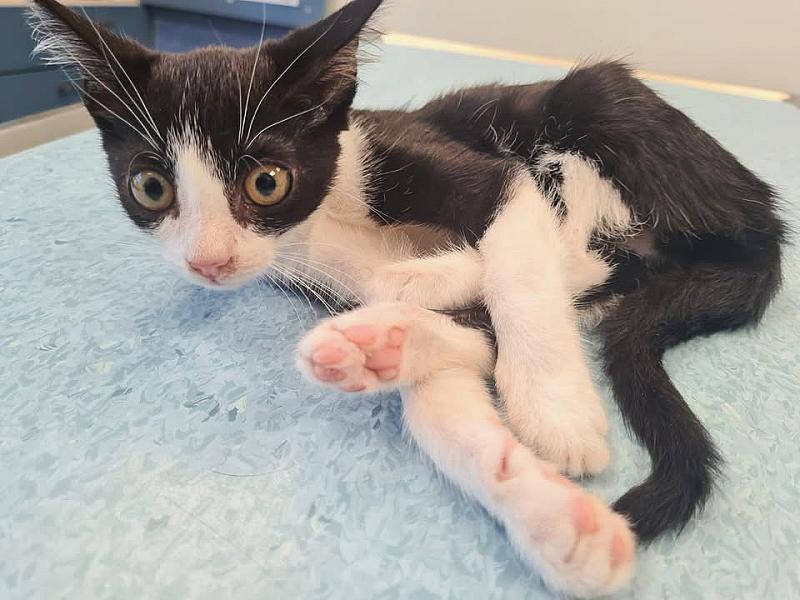 Kattenpraat bericht van 16 september 2026
