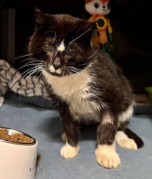 Kattenpraat bericht van 16 september 2026
