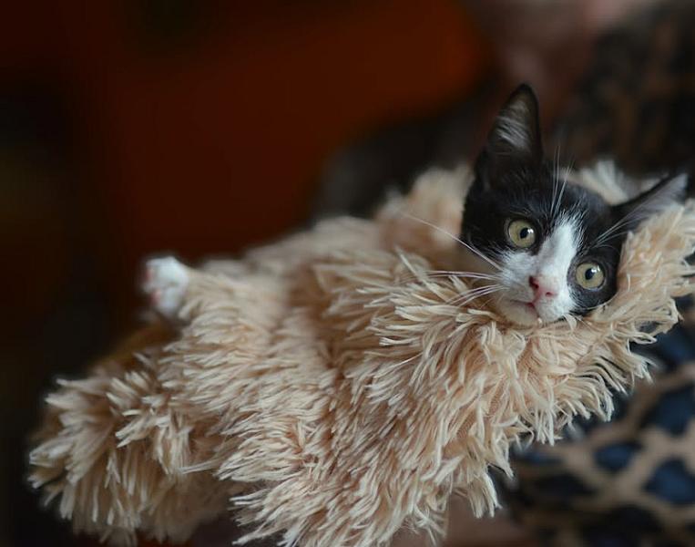 Kattenpraat bericht van 17 september 2026