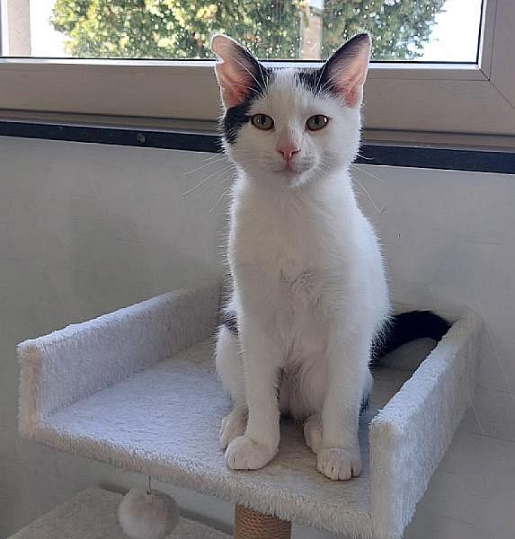 Kattenpraat bericht van 18 september 2026