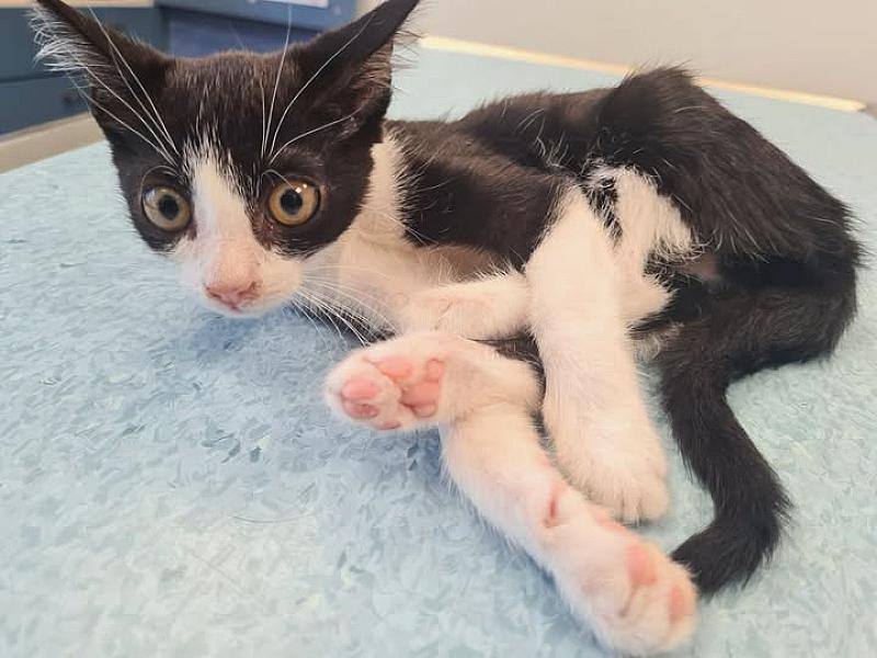 Kattenpraat bericht van 18 september 2026