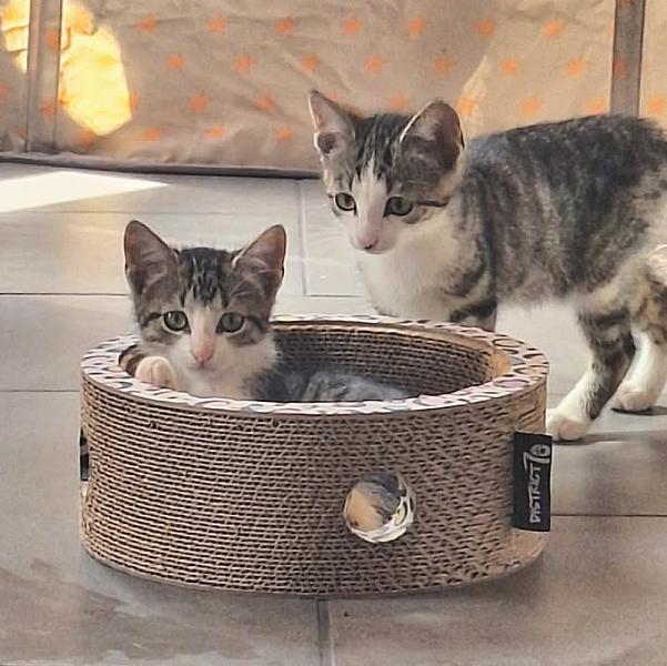 Kattenpraat bericht van 19 september 2026