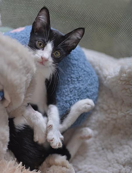 Kattenpraat bericht van 20 september 2026