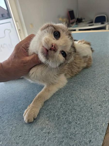 Kattenpraat bericht van 21 september 2026