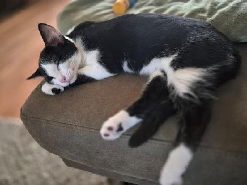 Kitkat