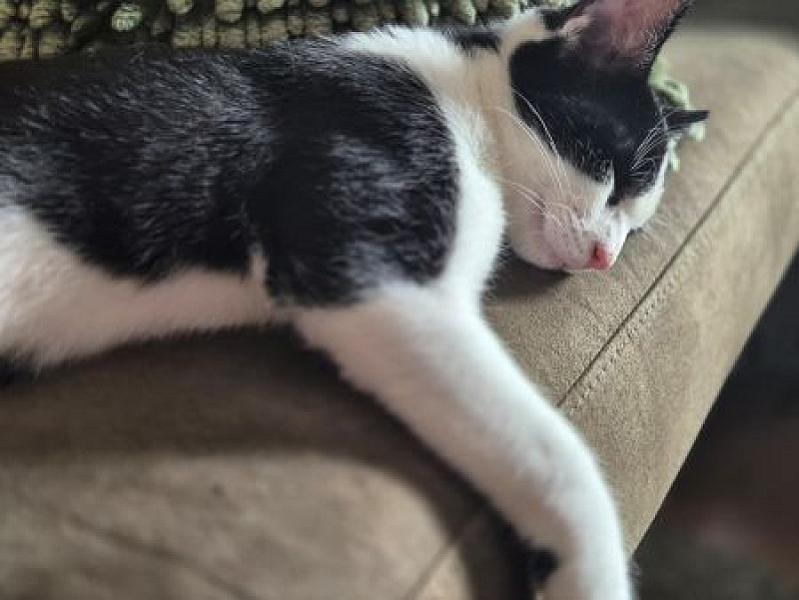 Kitkat