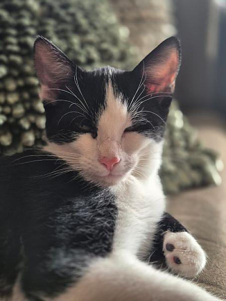 Kitkat