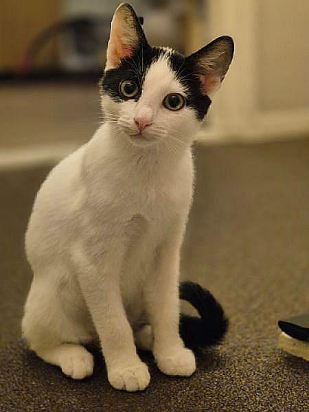 Kattenpraat bericht van 22 september 2026