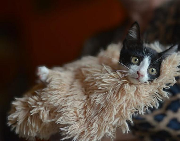 Kattenpraat bericht van 22 september 2026