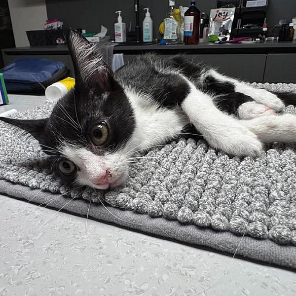 Kattenpraat bericht van 24 september 2026