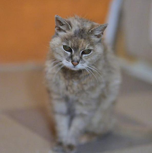 Kattenpraat bericht van 25 september 2026