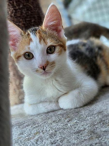 Kattenpraat bericht van 25 september 2026