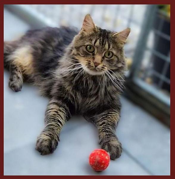 Kattenpraat bericht van 26 september 2026