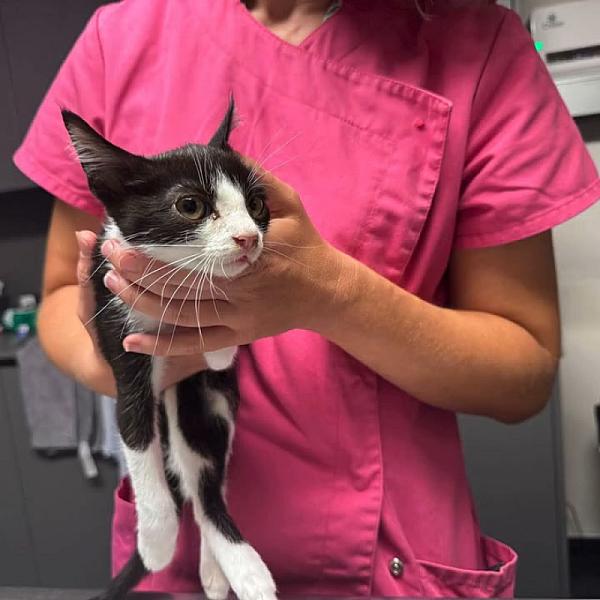 Kattenpraat bericht van 26 september 2026