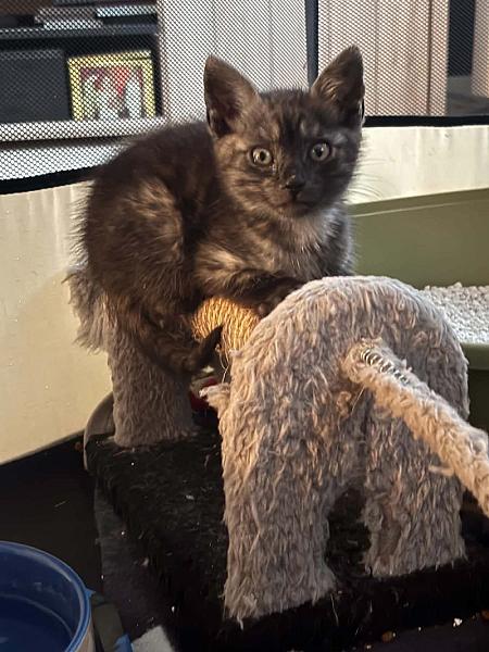 Mo