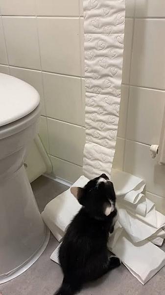 Kattenpraat bericht van 27 september 2026