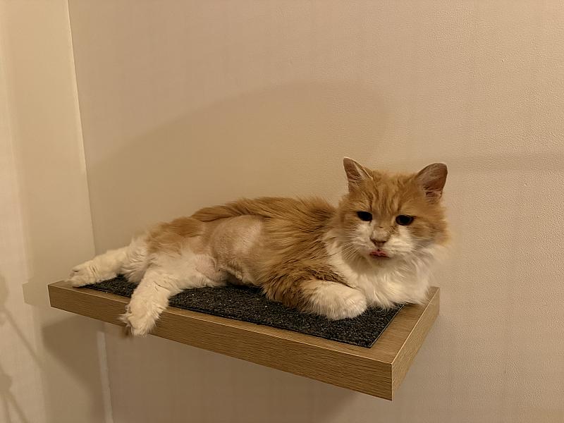 Cinnamon