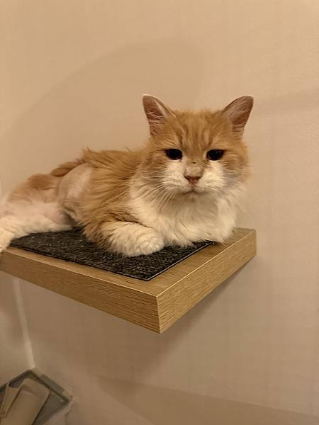 Cinnamon