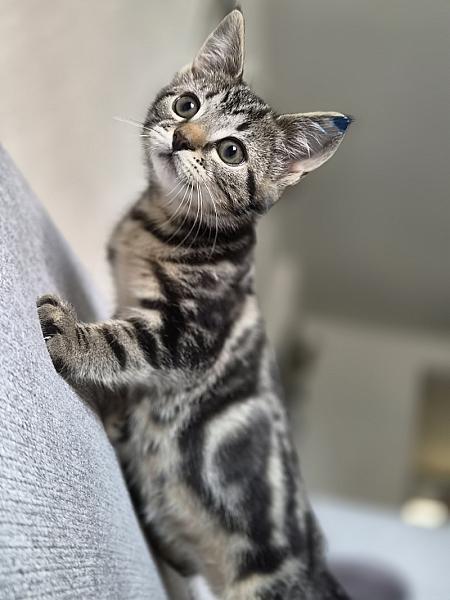 Zelda