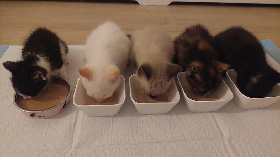 Kattenpraat bericht van 1 oktober 2026