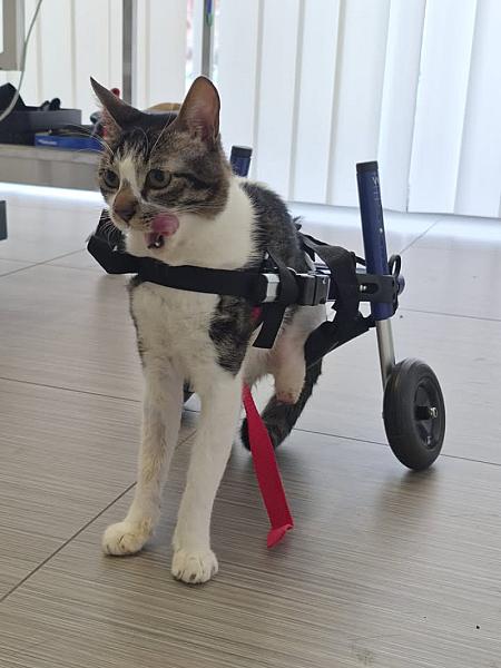 Kattenpraat bericht van 1 oktober 2026
