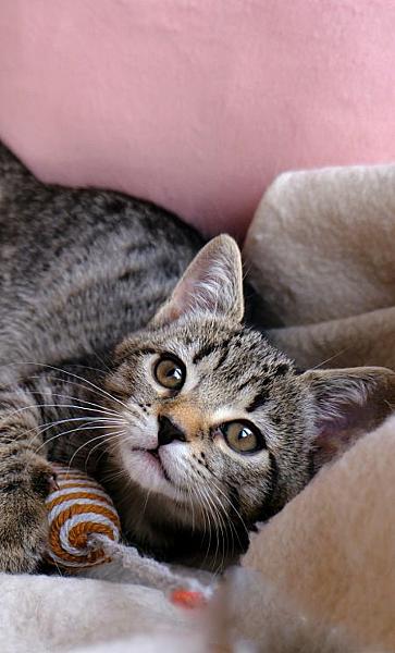 Cleo