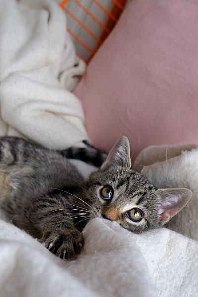 Cleo
