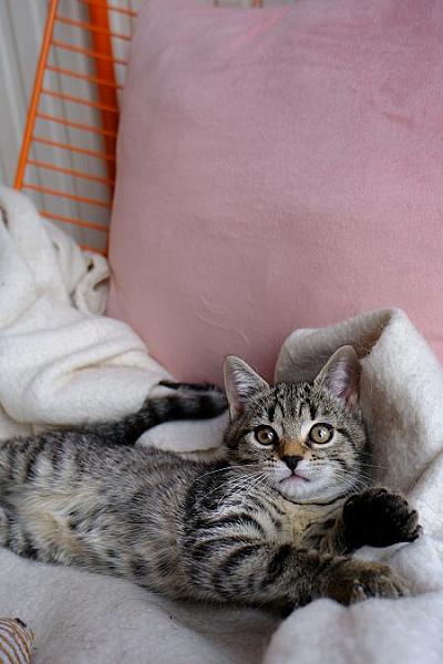 Cleo
