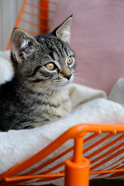 Ella